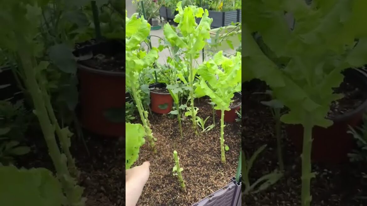 Hand harvesting leafy greens, cutting stems in a small container garden plot