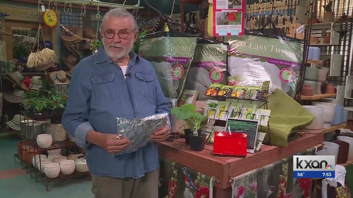 The Weekend Gardener: Tips to prevent squash vine borer The Weekend Gardener: Tips to prevent squash vine borer