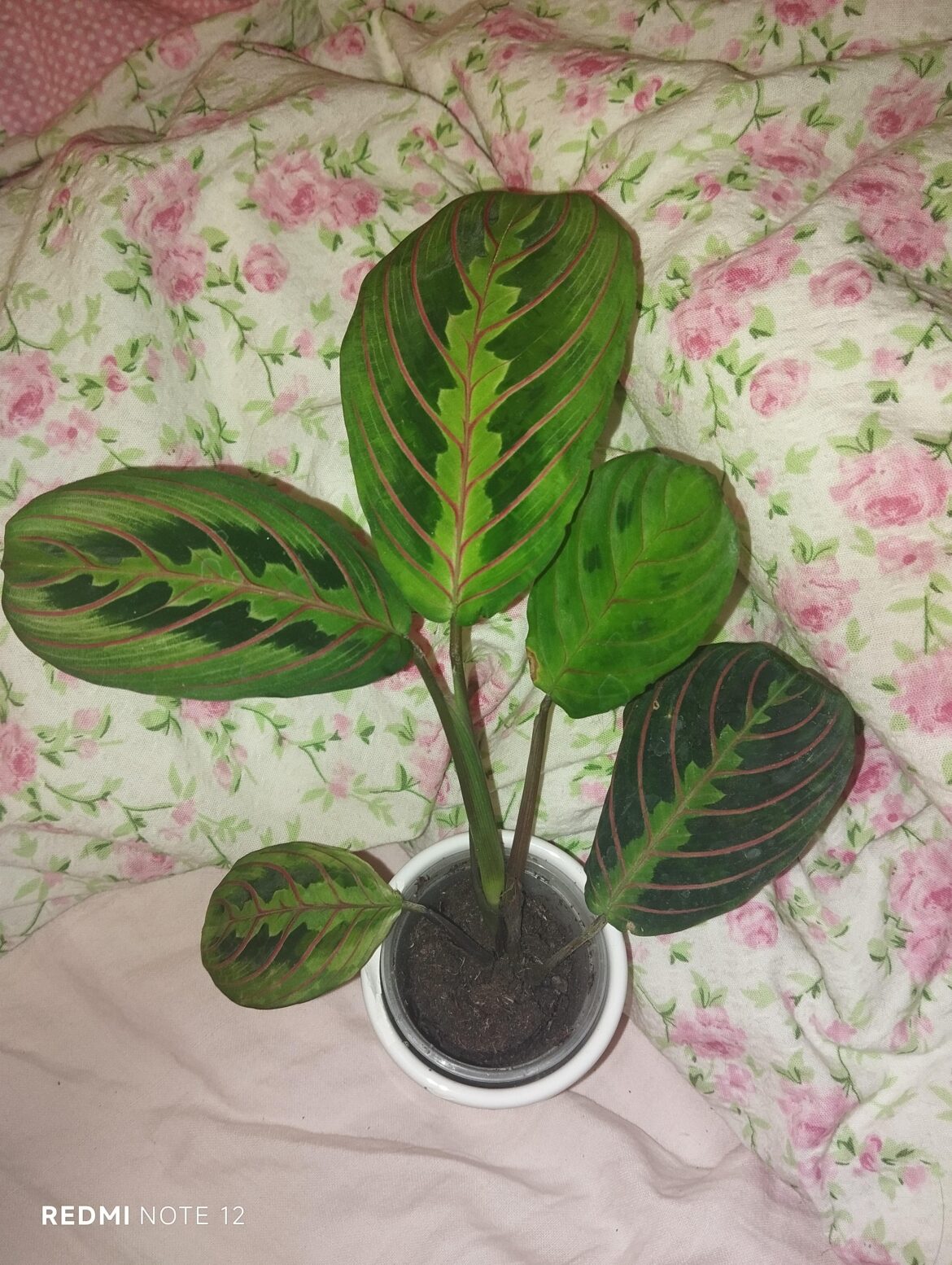 What is this plant ?