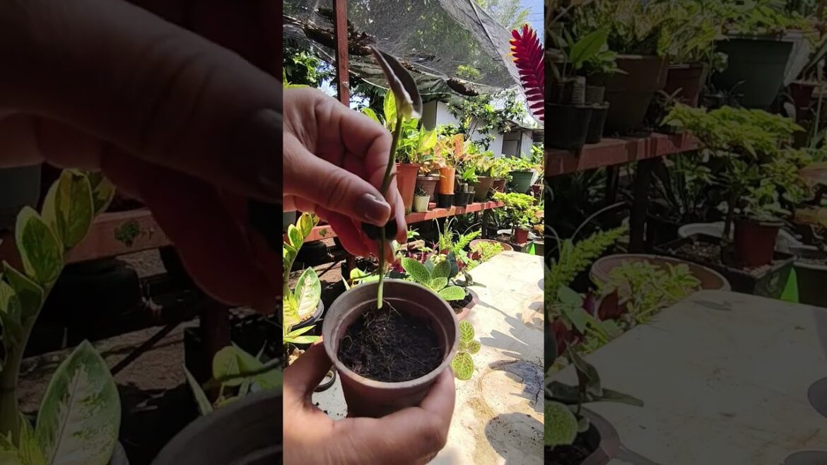 Let's propagate Syngonium Red Arrow #homegardening #plantpropagation