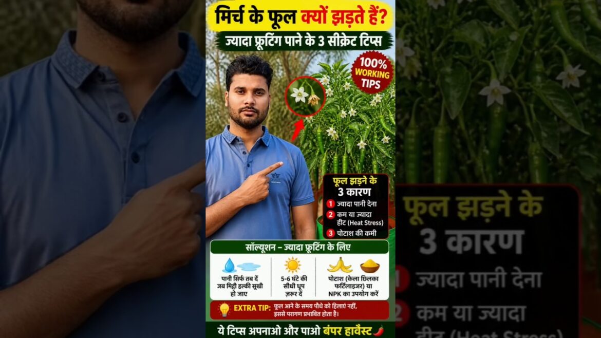Mirch ke phool kyu jhadte hain? 😱 3 secret tips for full fruiting 🌶️