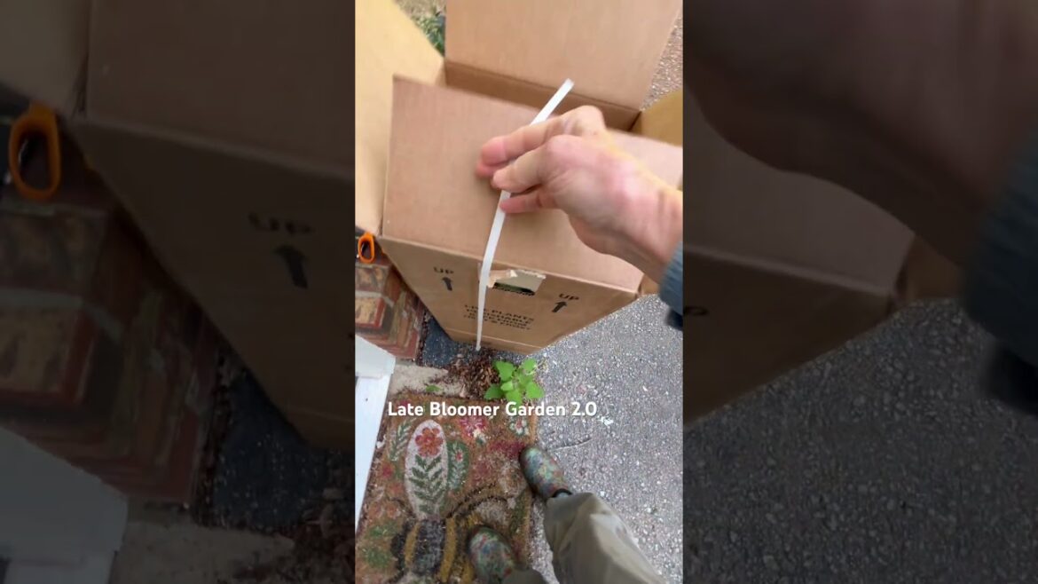 Best Shipping Carton! 🪴#garden #ihavethisthingwithplants