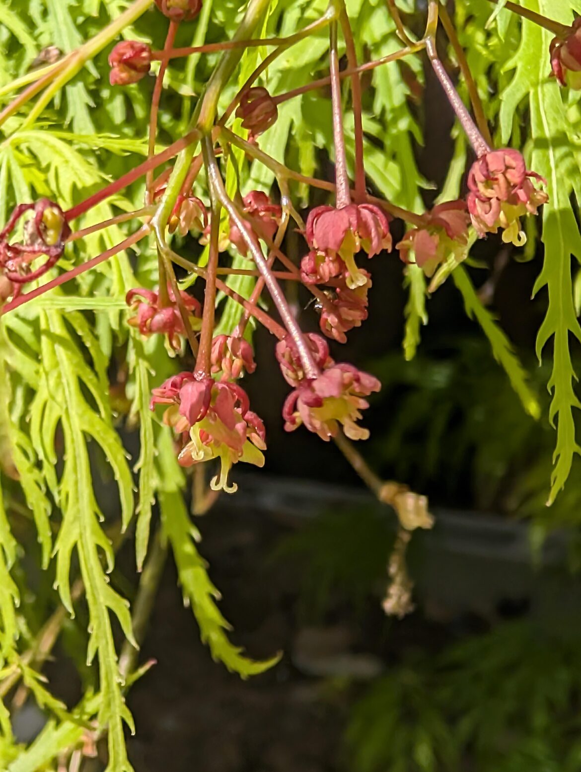 Acer palmatum 'Viridis' (Japanese Maple)