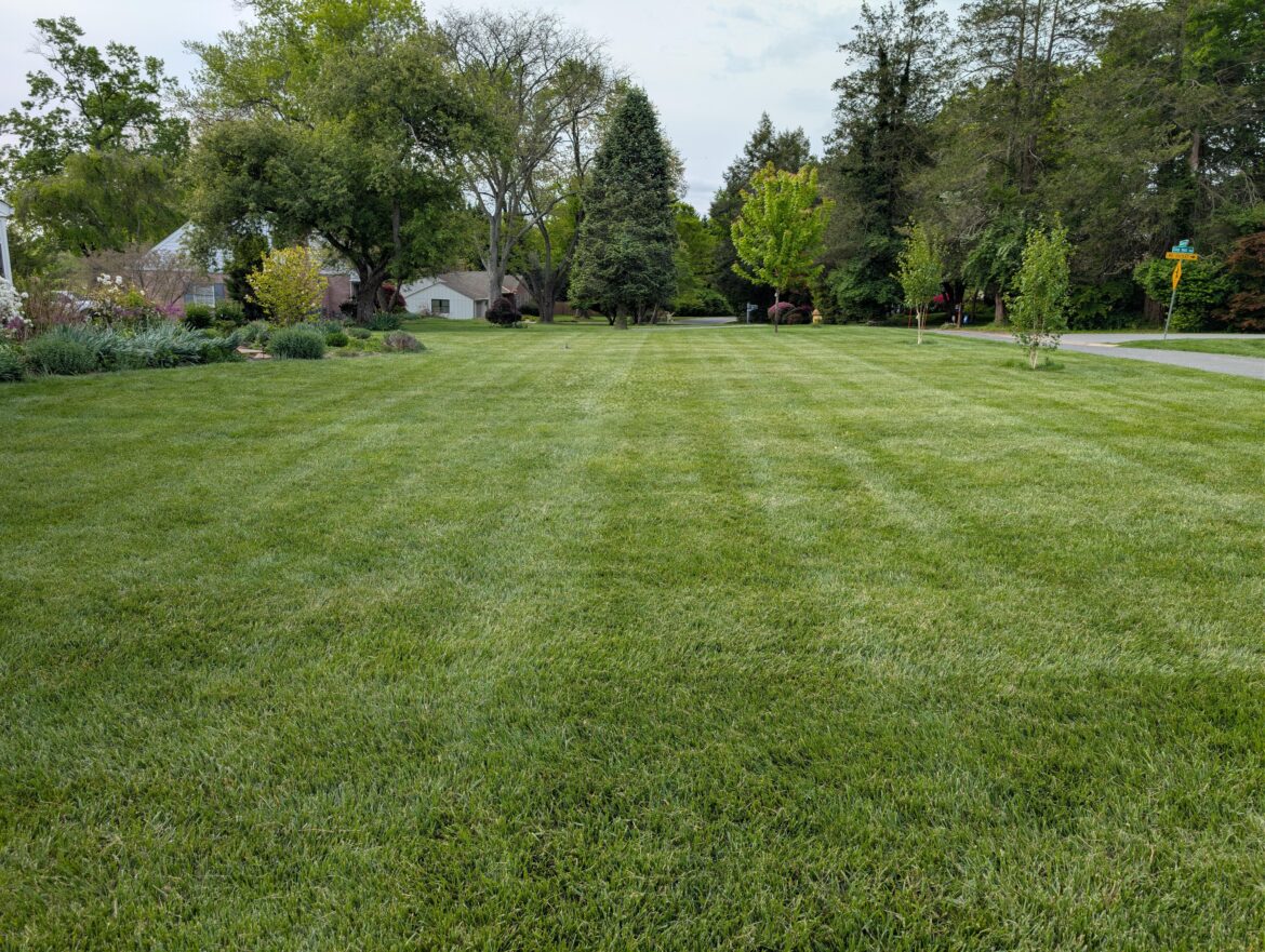 Question about Tall Fescue Height Question about Tall Fescue Height