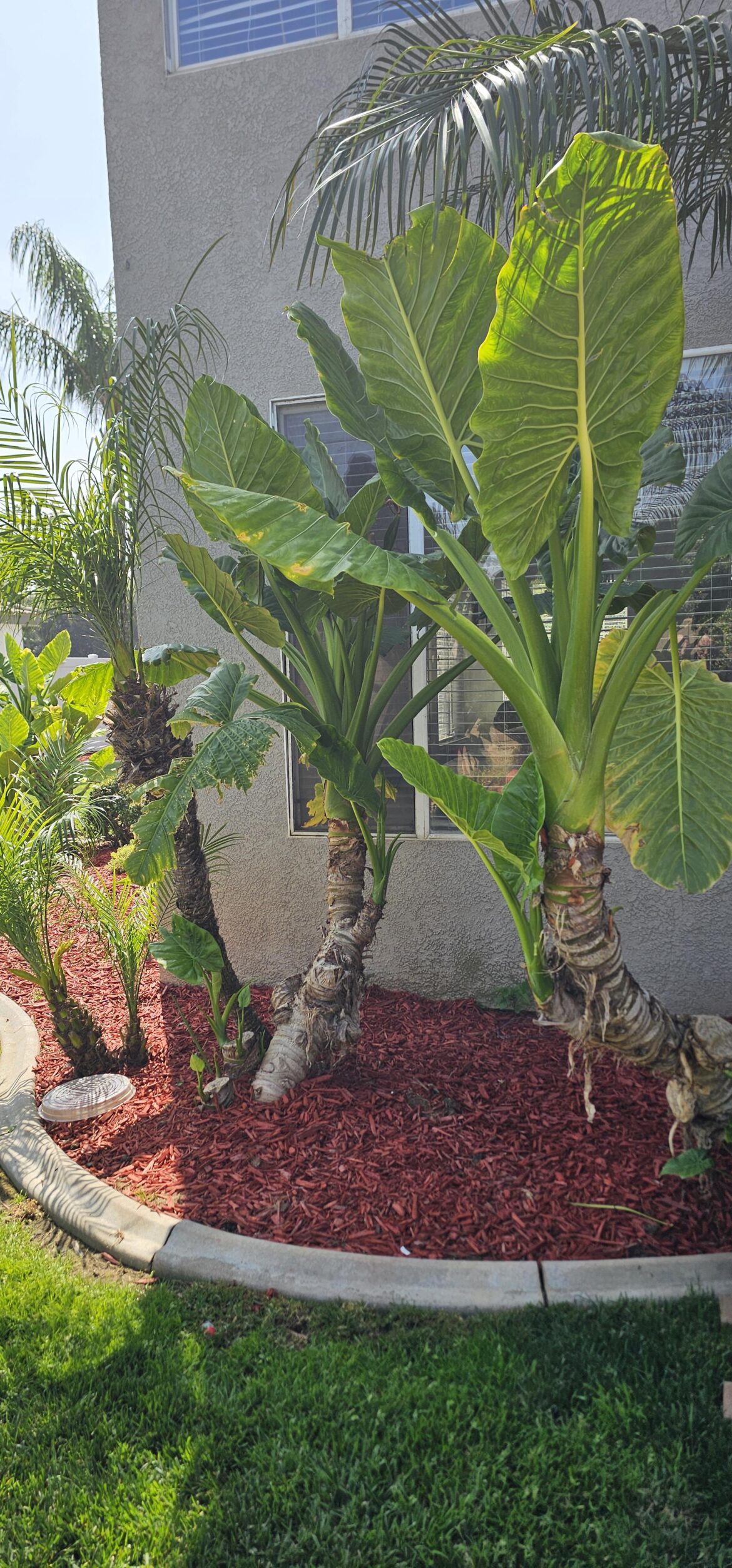Elephant ears