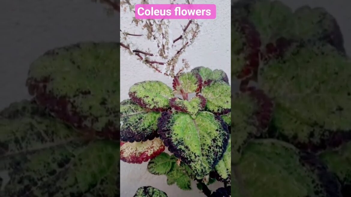 coleus flowers blooming in our garden #trending #fashion trends #yt #shorts viral#reels #gardening