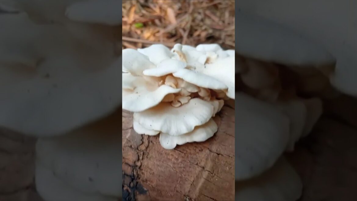 Mushrooms Growing on Wood #mushroom #nature #flowers #garden