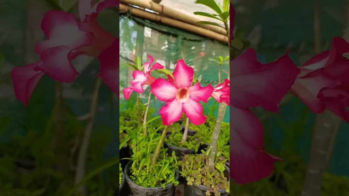 adenium#plant# ki care kaise karen #garden tips ✅🥰@