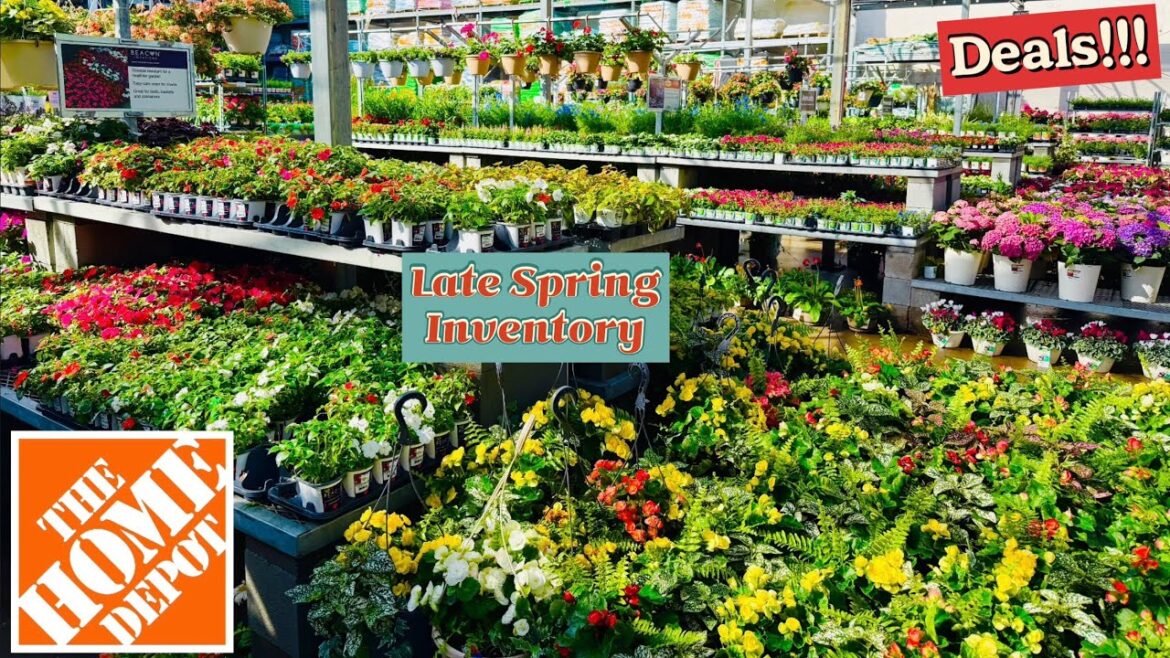 Home Depot Garden Vine, Perennial, Shrub, GroundCover, Berries, Evergreen, Flower Fruit Tree, Veggie