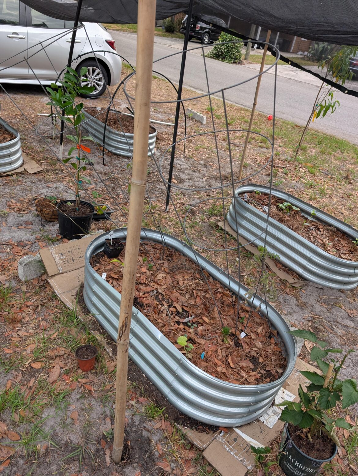 Food Not Lawns initiative Food Not Lawns initiative