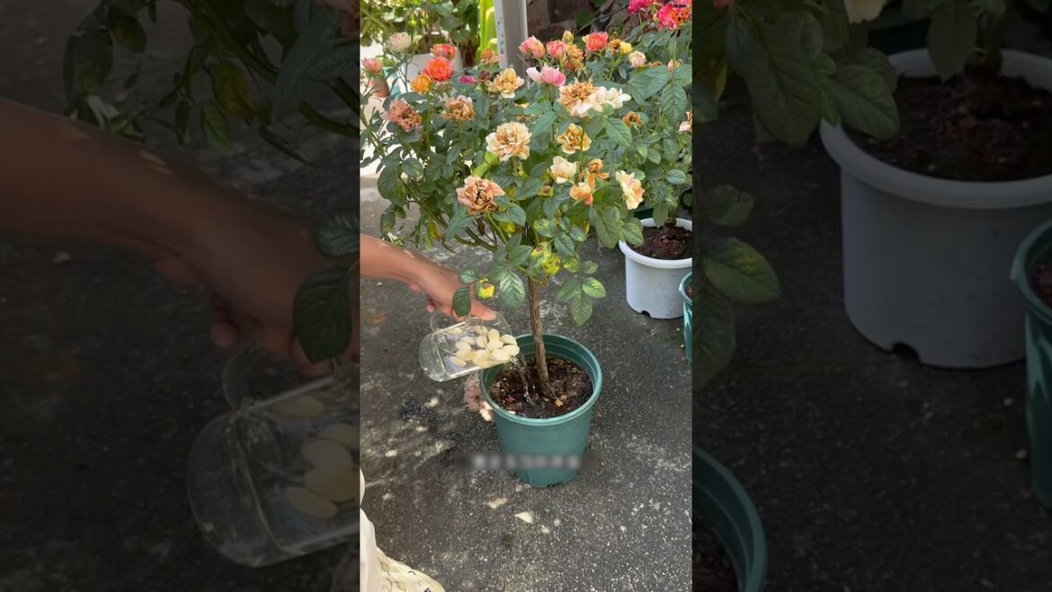🔥 1 बार ये देसी ट्रिक अपनाओ – पौधे फूलों और फलों से भर जाएंगे! #garden #oitbuzz