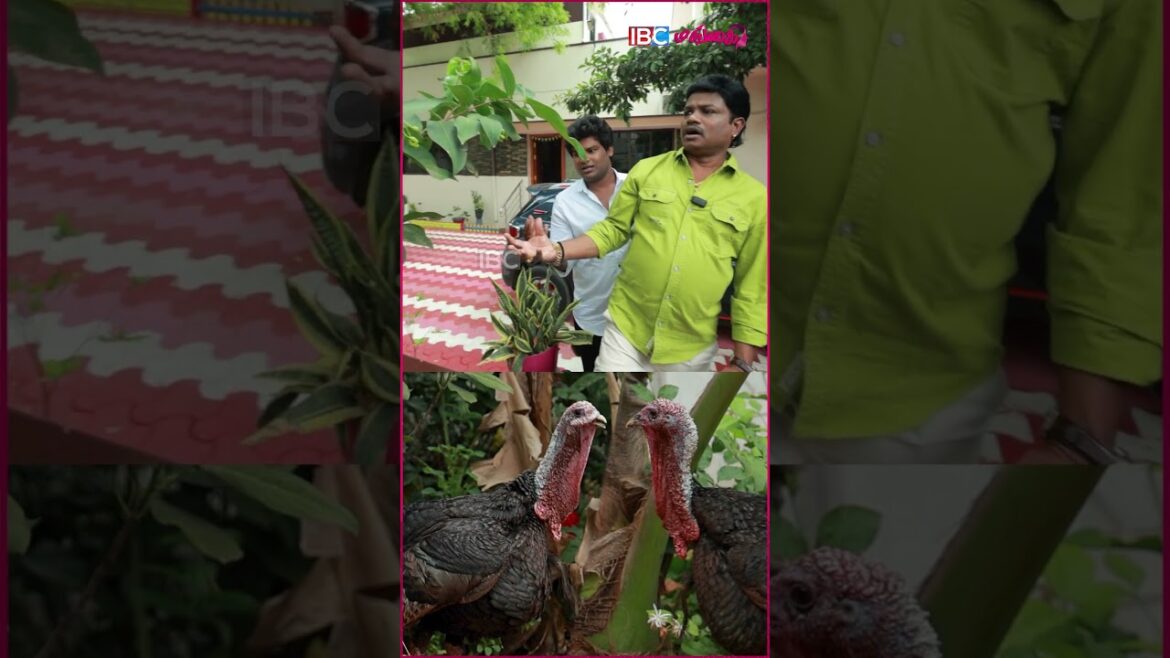 🐔🦌வீட்ட சுத்தி ஒரே மரம் ,செடி, ஆடு, கோழி..#maduramuthucomedy #farmtour #farmhouse 🐔🦌வீட்ட சுத்தி ஒரே மரம் ,செடி, ஆடு, கோழி..#maduramuthucomedy #farmtour #farmhouse