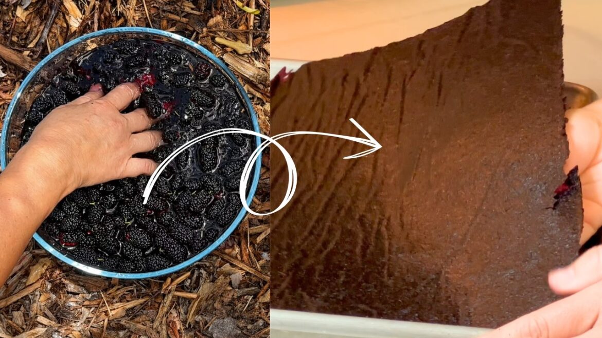 first time making mulberry fruit leather (edible paper lol) from my freshly picked mulberries first time making mulberry fruit leather (edible paper lol) from my freshly picked mulberries