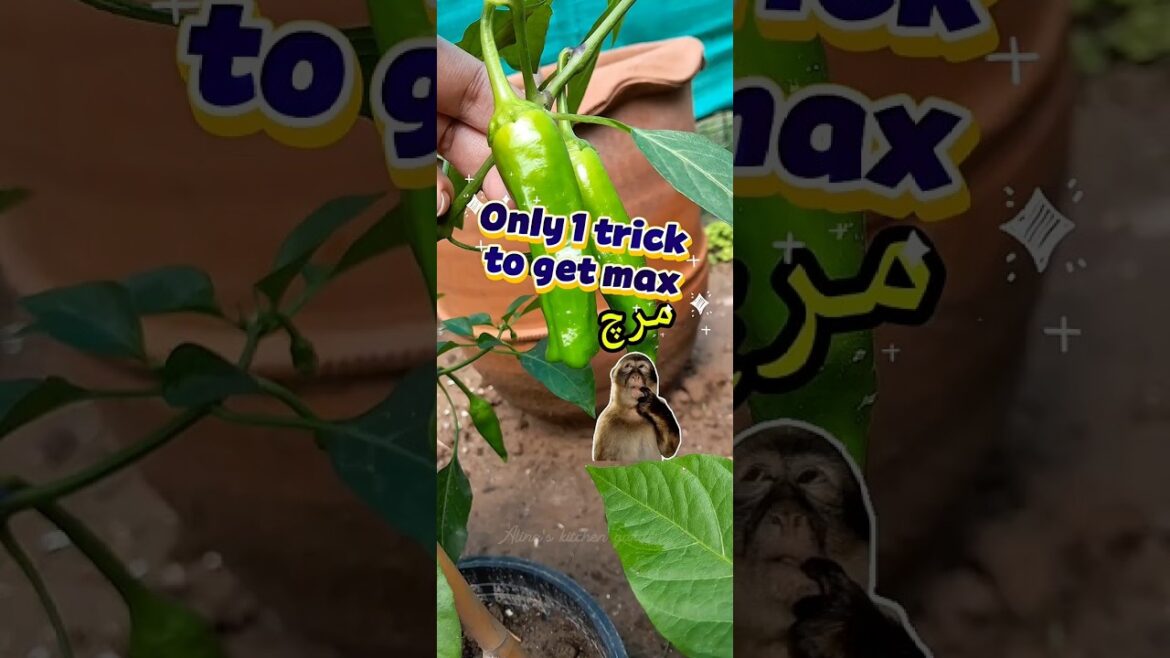 Grow Mirch (Chilli) Plant from Kitchen Seeds #shorts  #viralshorts  #gardening  #mirchi #chilli