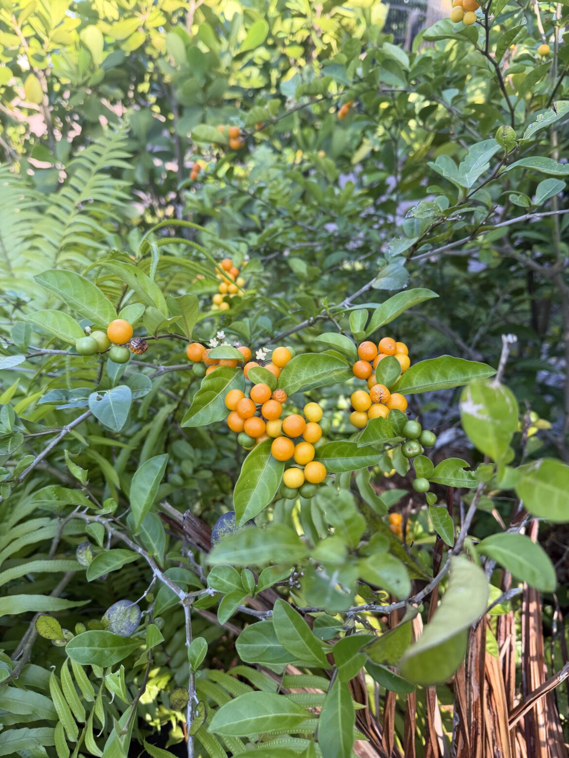 Plant with orange berries?
