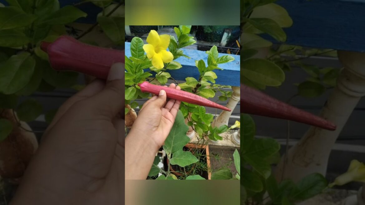 💥Amazing Summer🌱 Gardening Tips • Summer Garden Series Episode1 #gardentips