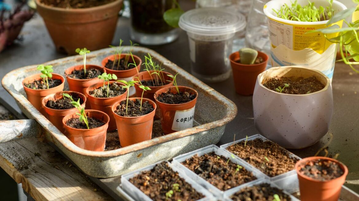 All gardeners urged to check seedlings for mistake that can ruin growth this May Daily Mirror