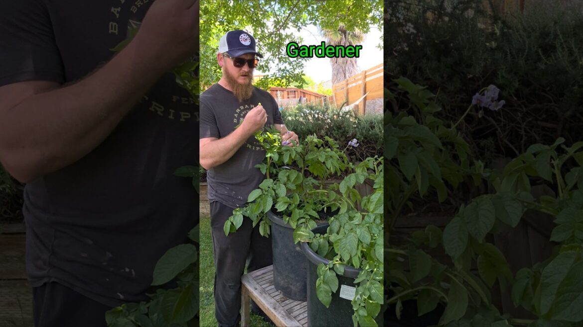 Don't Eat Potato Berries!