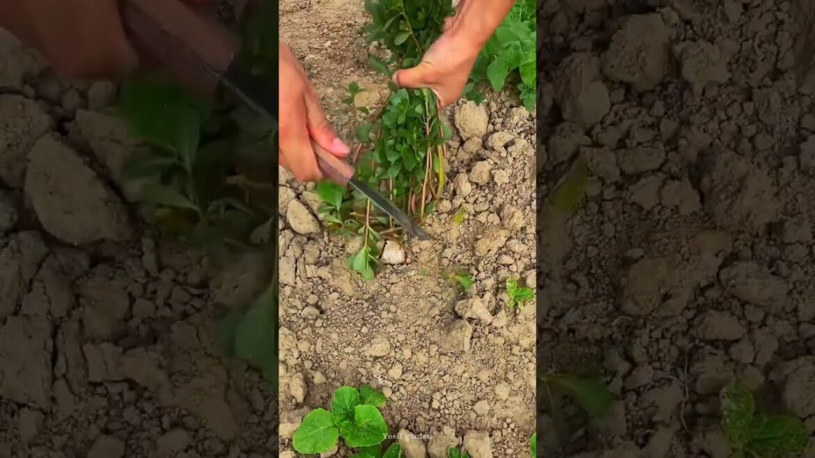This Edible Plant Is Common in Every Garden #gardening #garden #satisfying