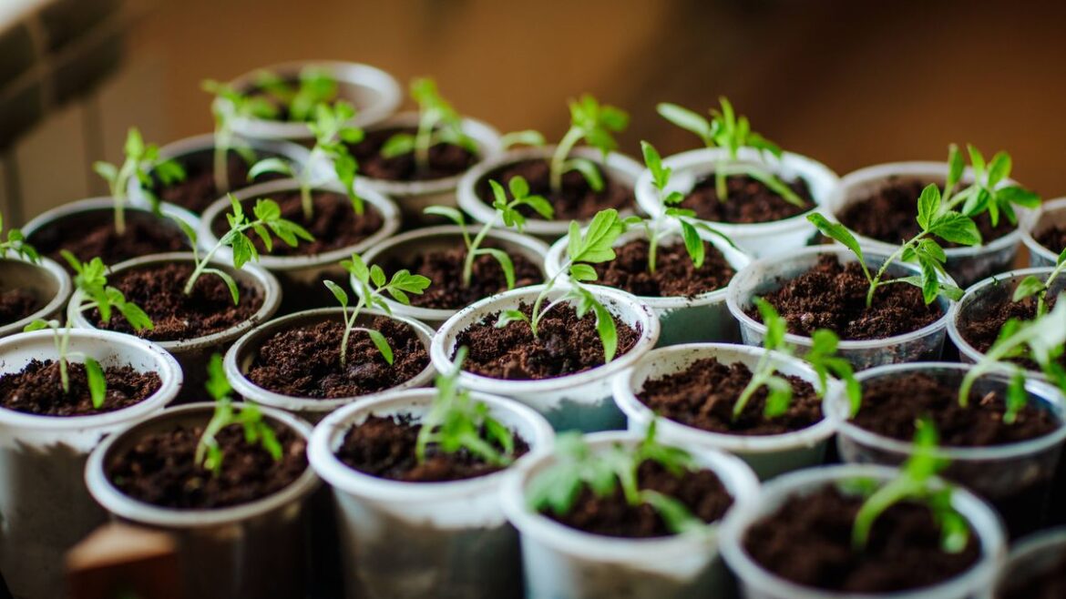 Gardeners issued advice over seedling mistake that can hinder growth this May Manchester Evening News