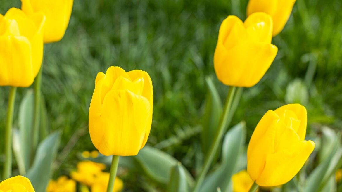 My tulips grow back better each year thanks to Monty Don’s 1 simple task — takes 5 seconds Daily Mirror