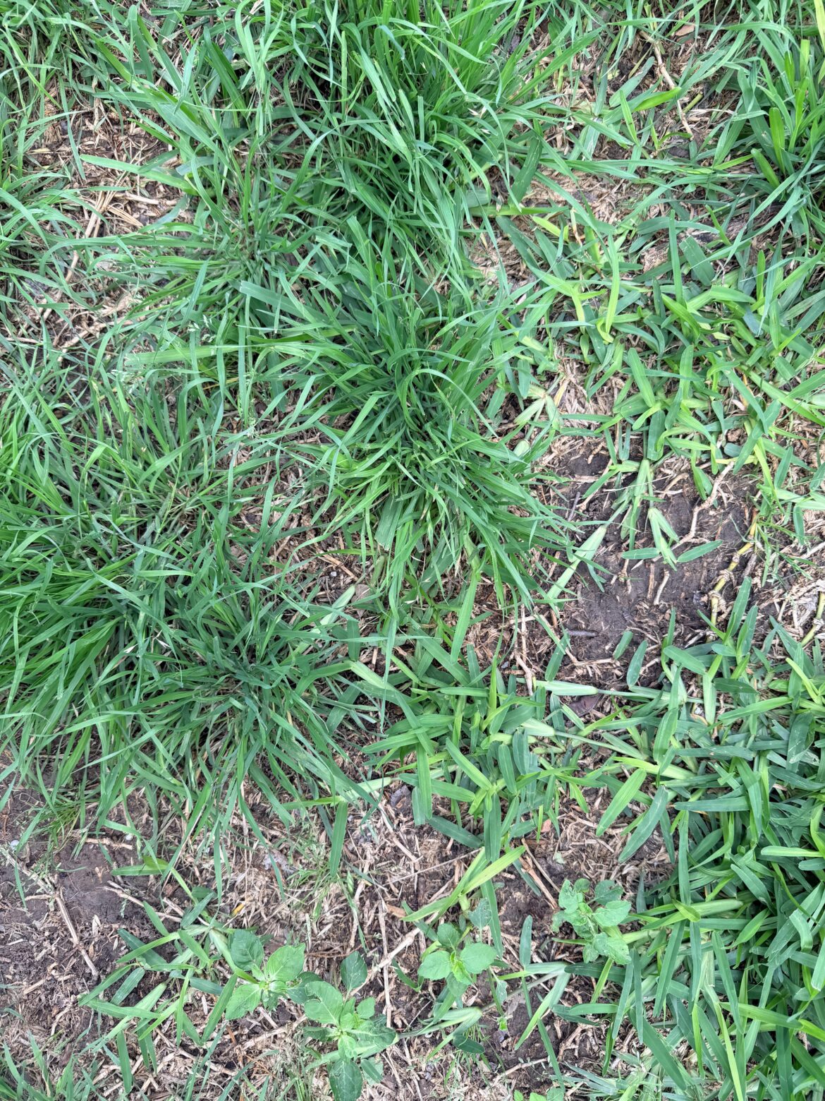What’s this grass situation?