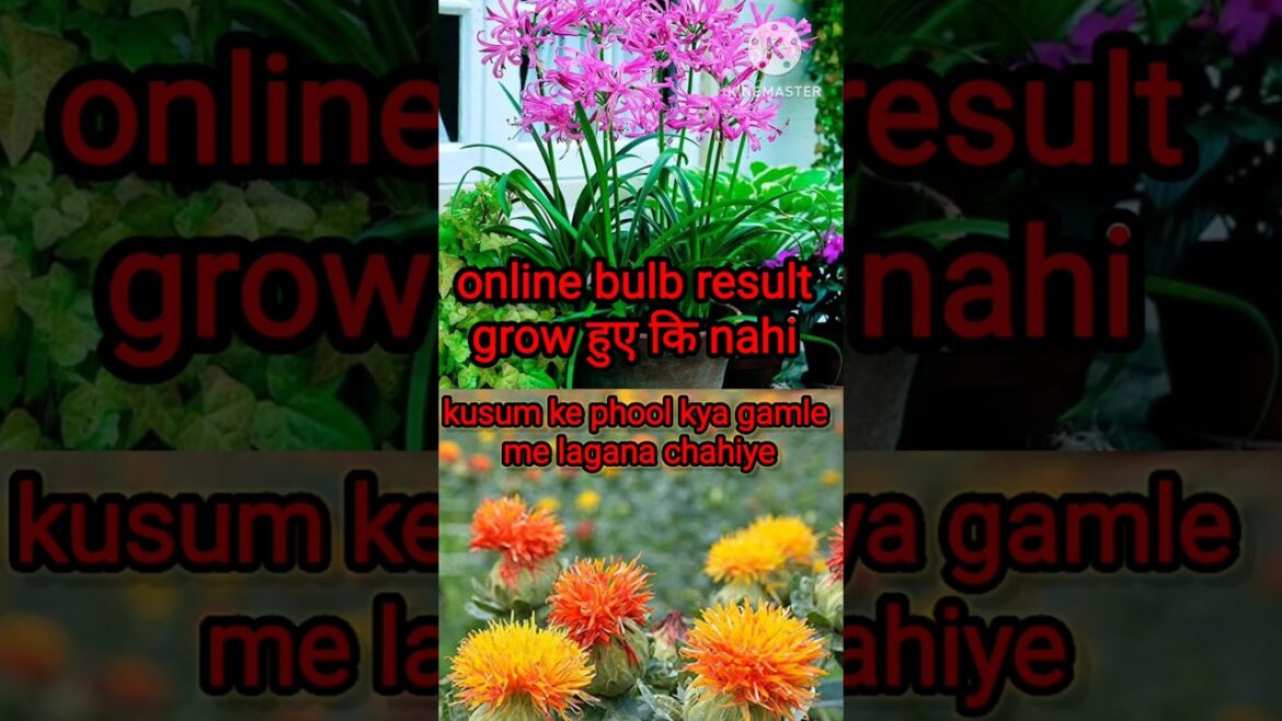 Online Bulb vs Reality 😳 | Nerine Lily ka Result + Kusum Fail?