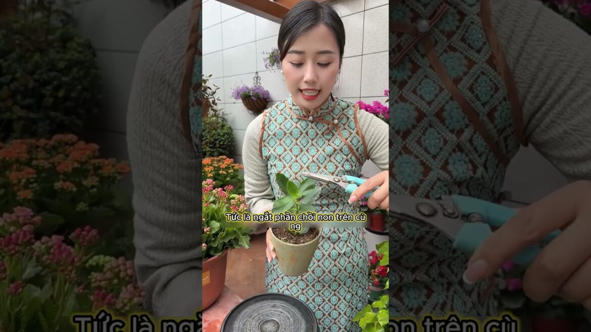 Bí quyết giúp sống đời ra hoa bùng nổ ai cũng làm được