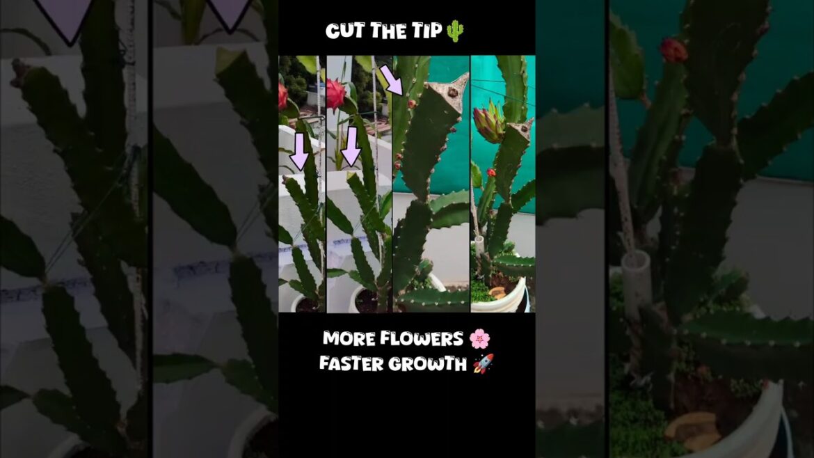 Cut the Tip of Dragon Fruit Plant 🌵 | Secret to More Flowers & Faster Growth 🌸 | Usefullittlethings Cut the Tip of Dragon Fruit Plant 🌵 | Secret to More Flowers & Faster Growth 🌸 | Usefullittlethings
