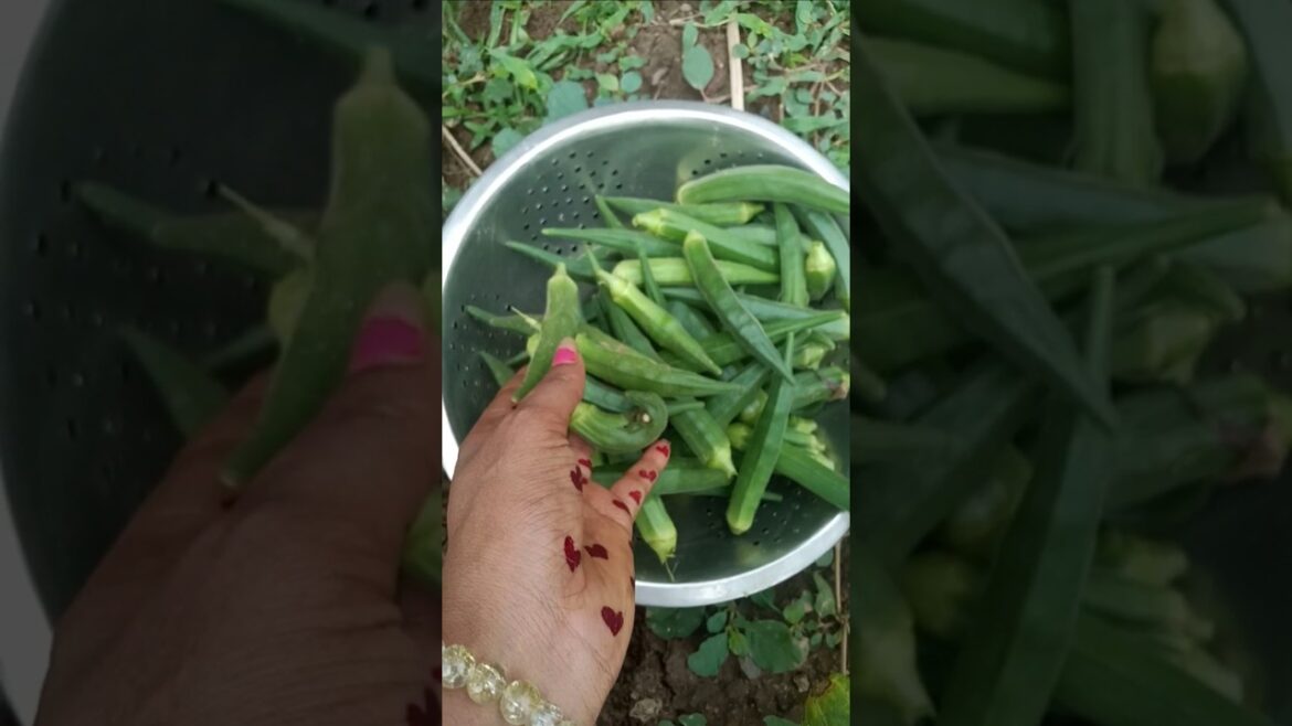 bindi ki bampar #garden #agriculture #terracegardenindia #gardening #bindi #farming #shorts #short