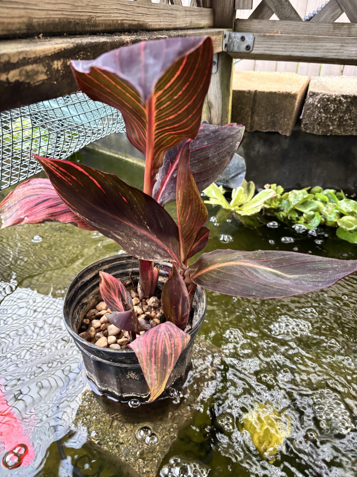 What plant did I buy for my pond?