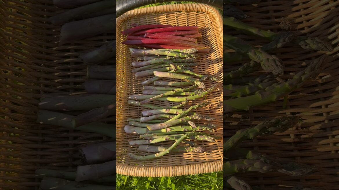 SO MUCH Asparagus! #garden #growyourownfood #gardening #backyardgarden #maryland #harvest