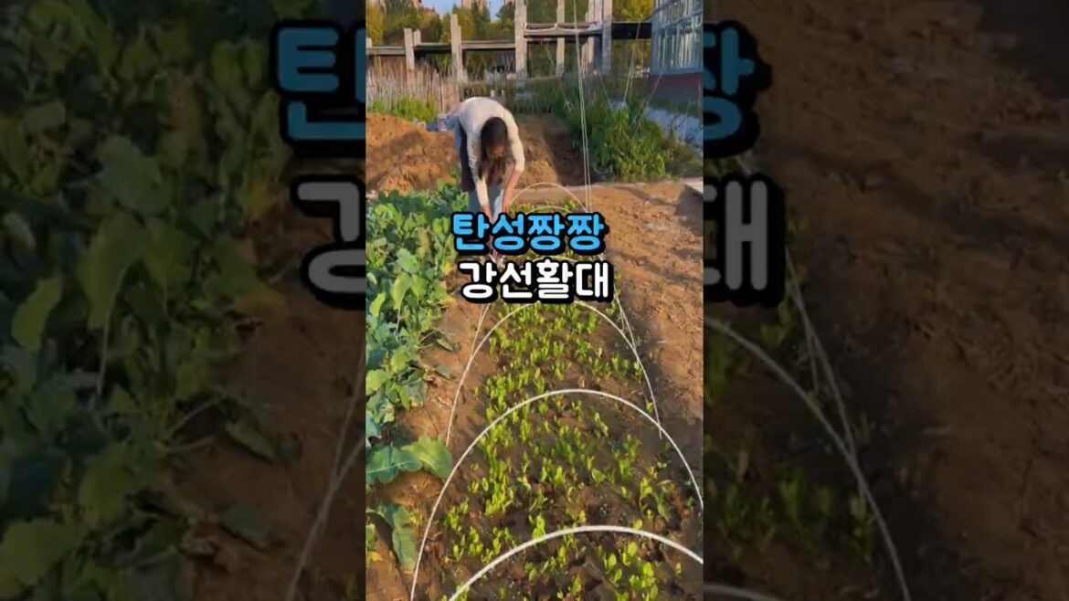 탄성짱짱 강선활대로 해결하세요~ #텃밭가꾸기