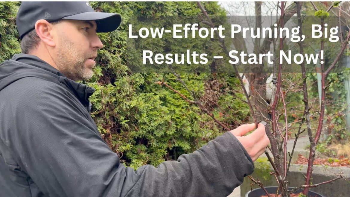 Winter pruning tips every home gardener should know #pruningplants #pruningfruittree #pruningrose