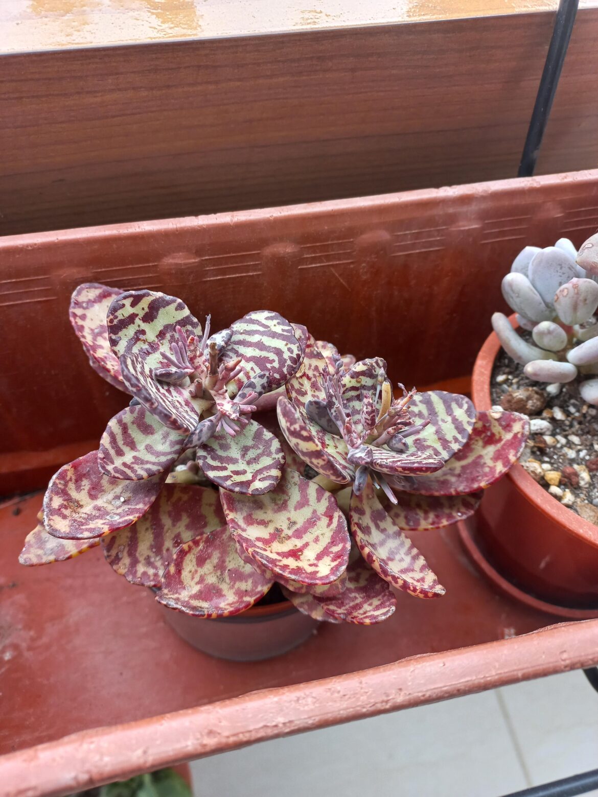 Please Stop Flowering Buddy..
