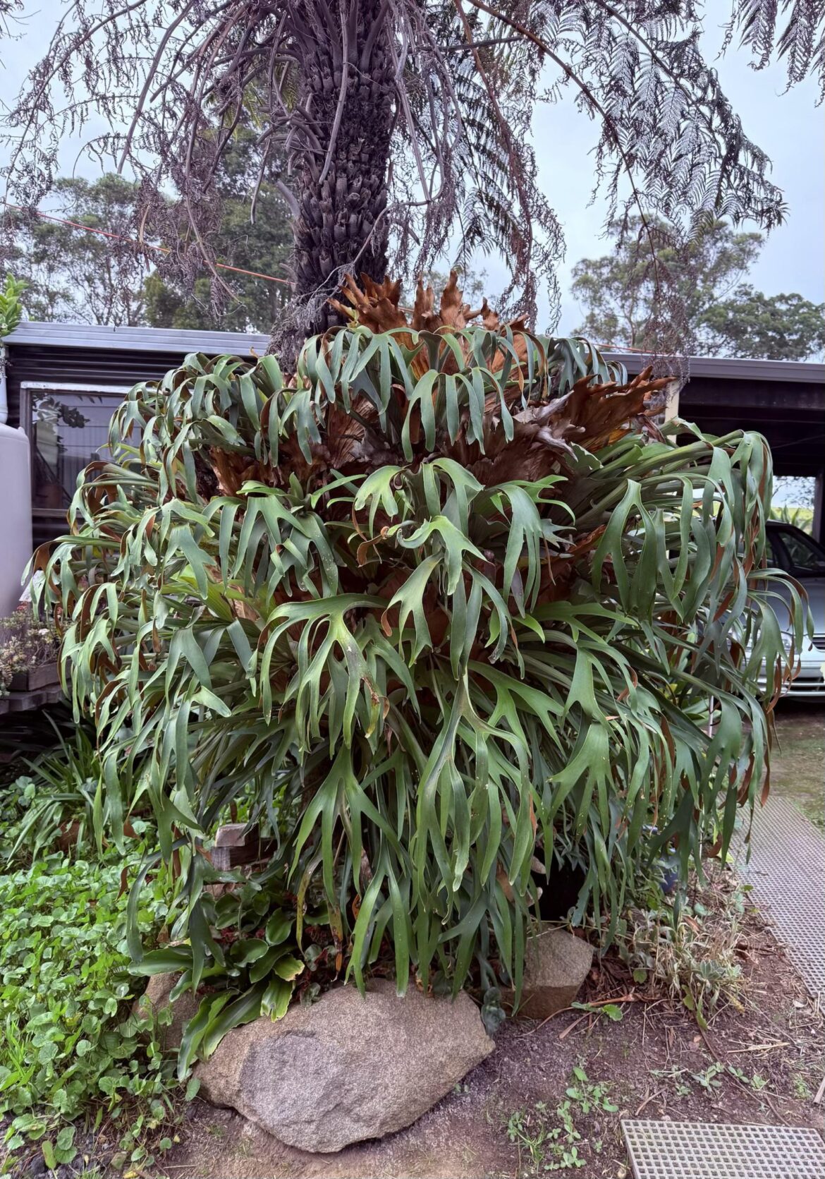 Large Staghorn in my Mums garden