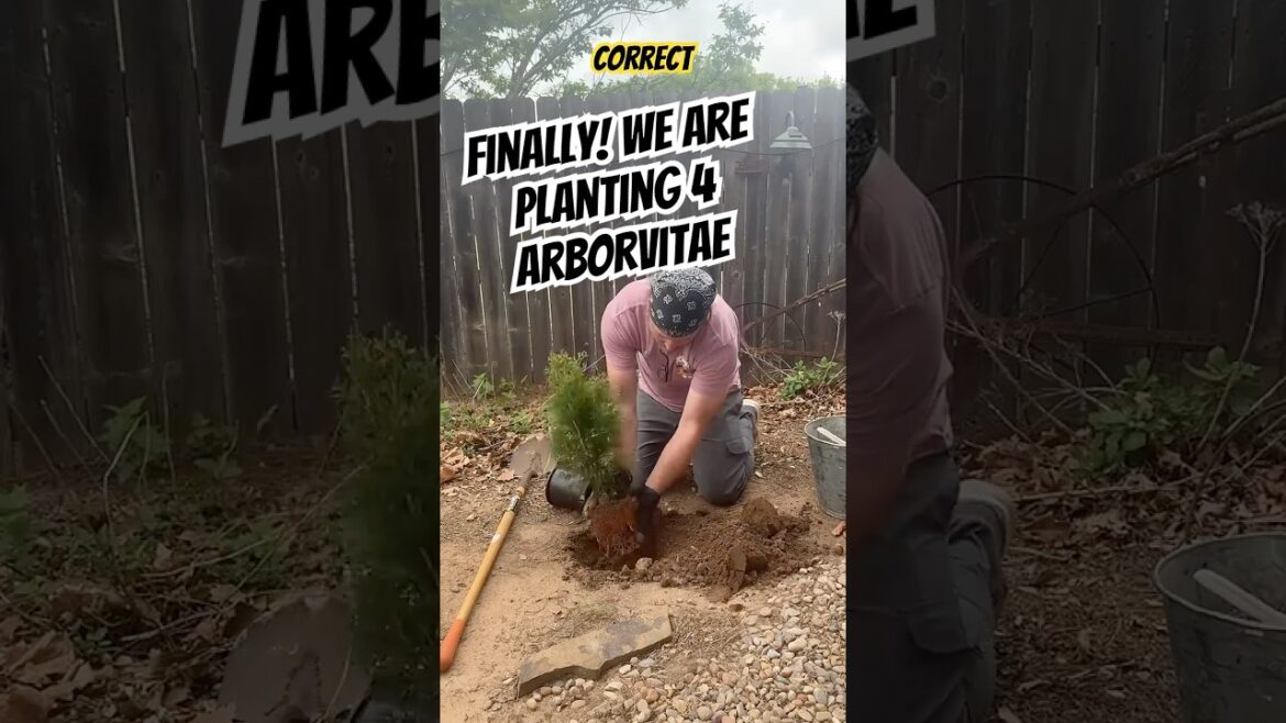 FINALLY! We are planting arborvitae!￼ #garden #trees #evergreen