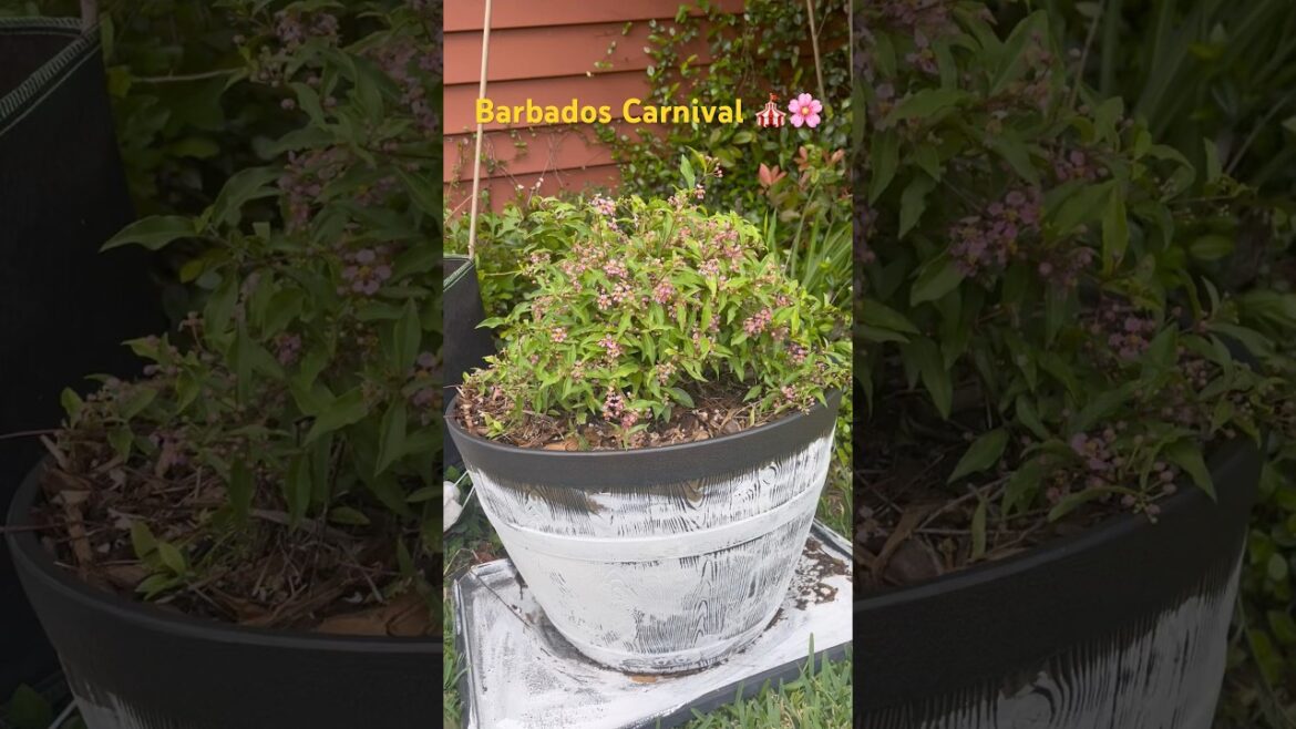 Easter Sunday blooms. Show and tell my Dwarf Barbados Bush #garden #plants