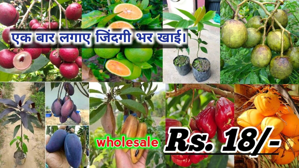 सबसे सस्ते Wholesale Fruit plant market Kolkata / आपको फलों वाला पेड़ मिलेगा / कम कीमत पर मिलेगा सबसे सस्ते Wholesale Fruit plant market Kolkata / आपको फलों वाला पेड़ मिलेगा / कम कीमत पर मिलेगा