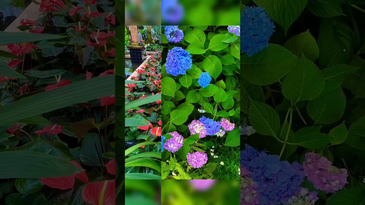 Botanical!! #shortsfeed #viralvideo #shorts #subscribe #share #viral #video #trending #youtubeshorts