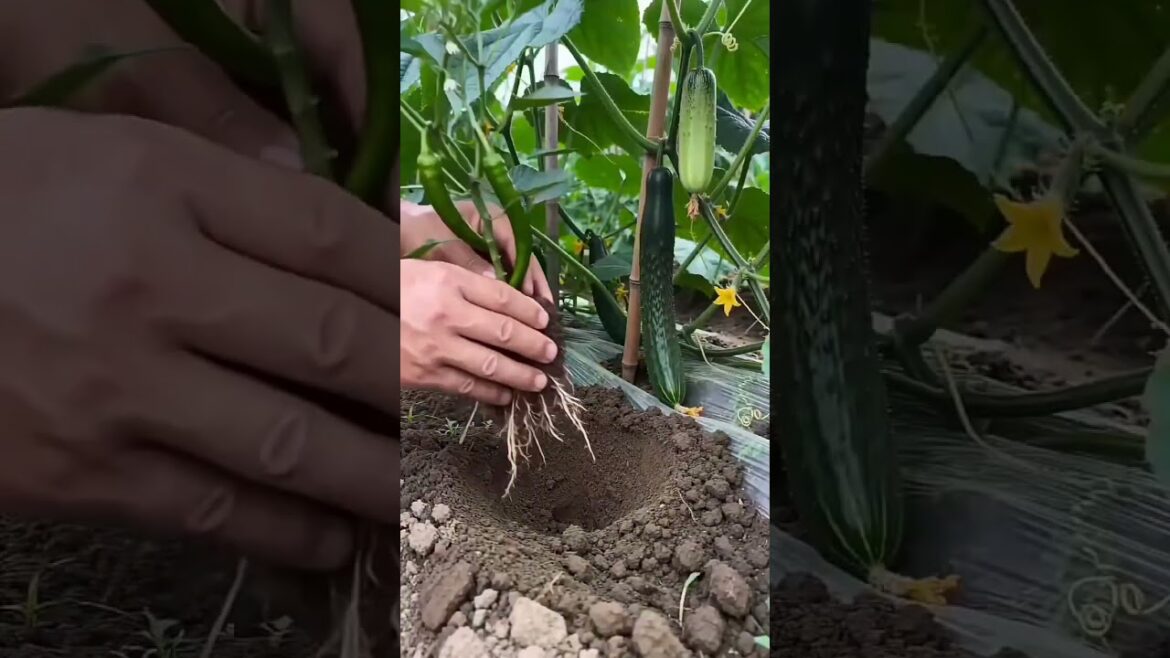 #farming #agriculture #shortvideo #shortsfeed #youtubeshorts
