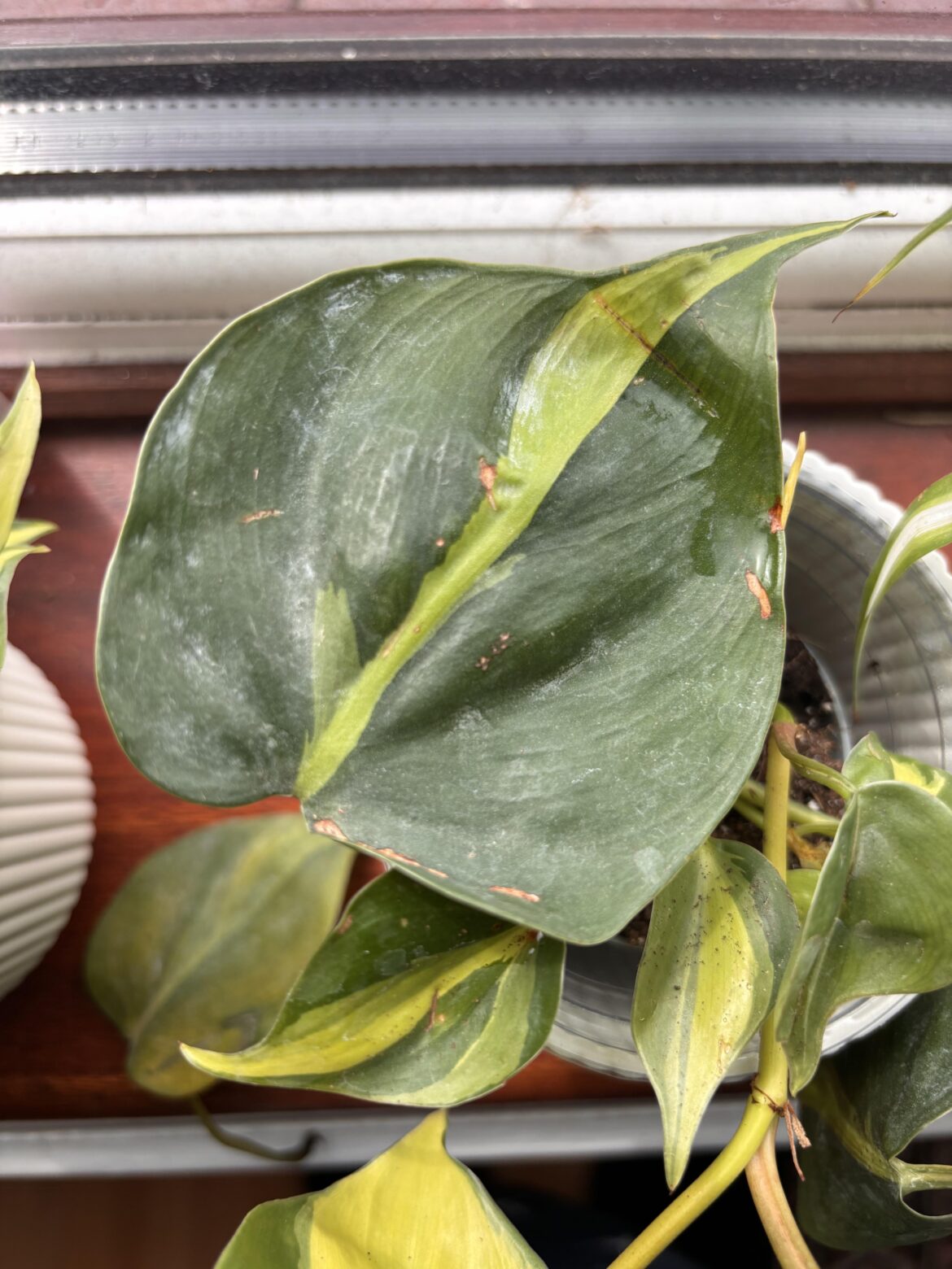 White stuff on leaf