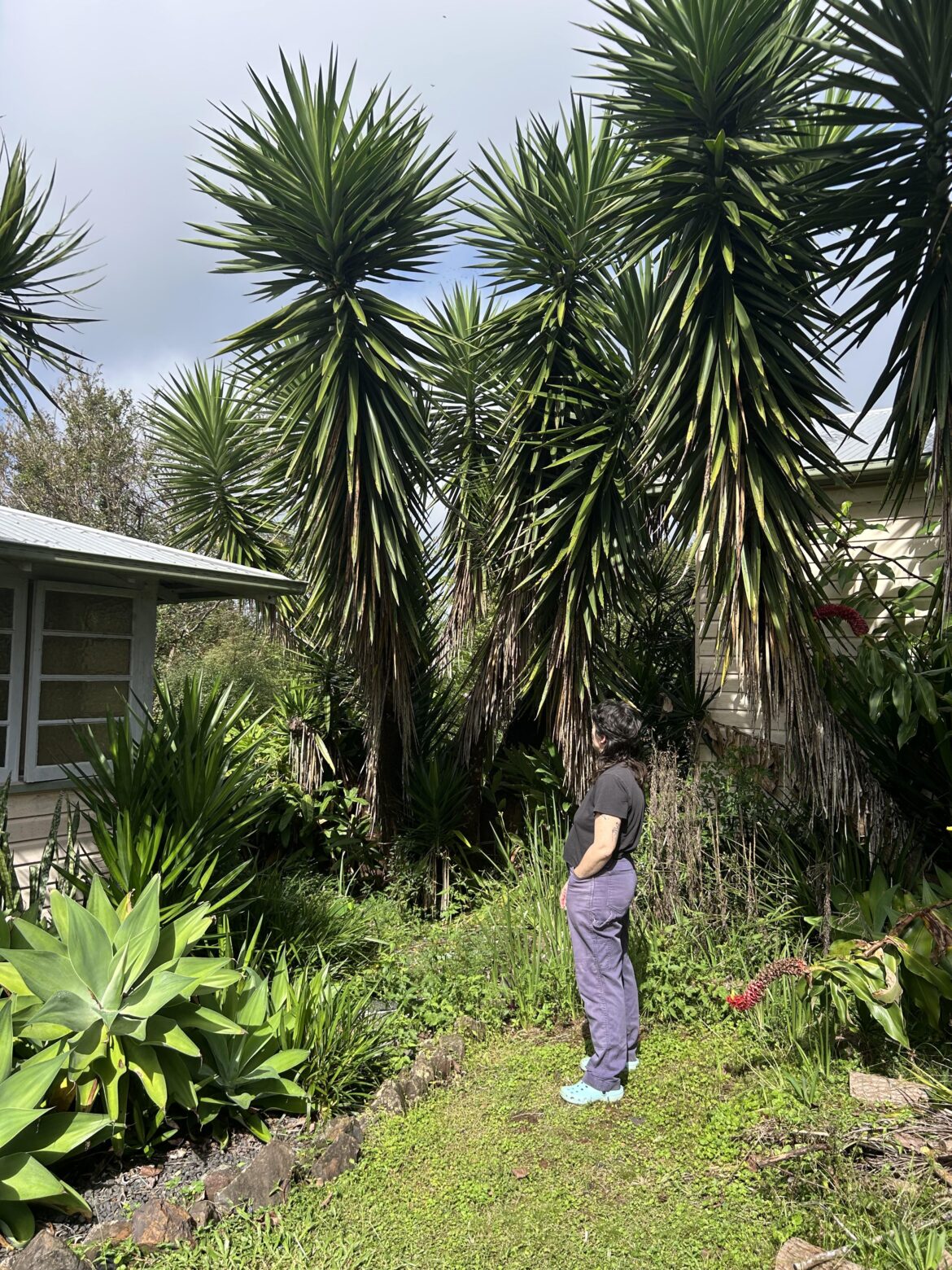 The biggest yuccas I’ve ever seen (human for scale) 😮‍💨