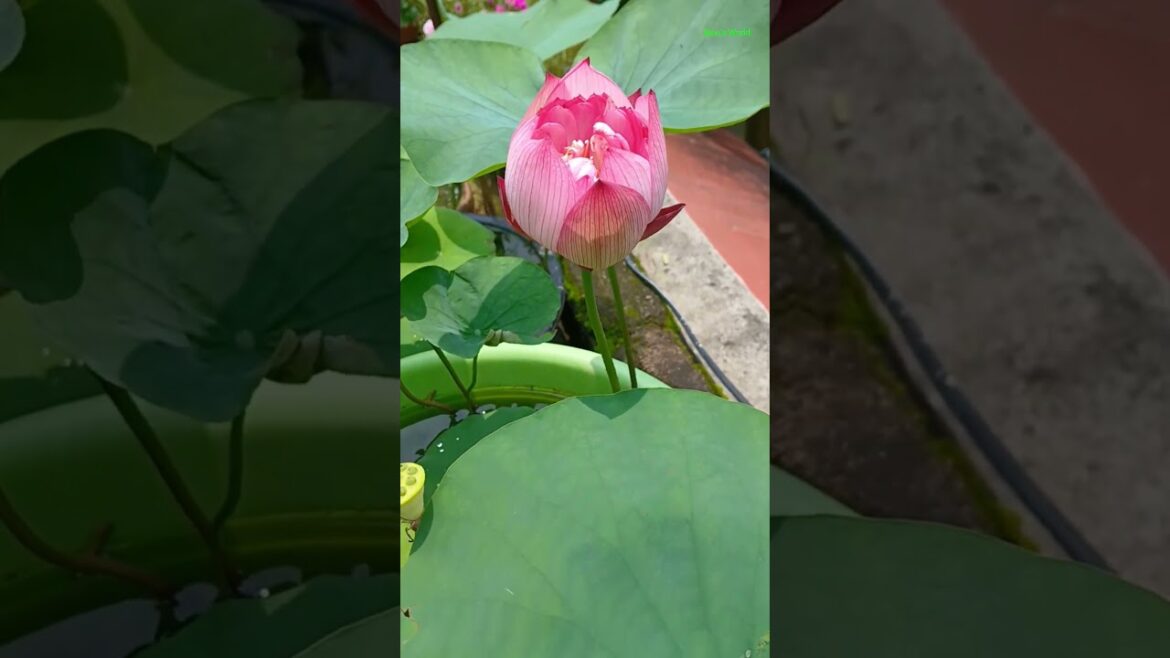 LOTUS #gardening #trending #SHORTS #lotusgarden #lotus LOTUS #gardening #trending #SHORTS #lotusgarden #lotus