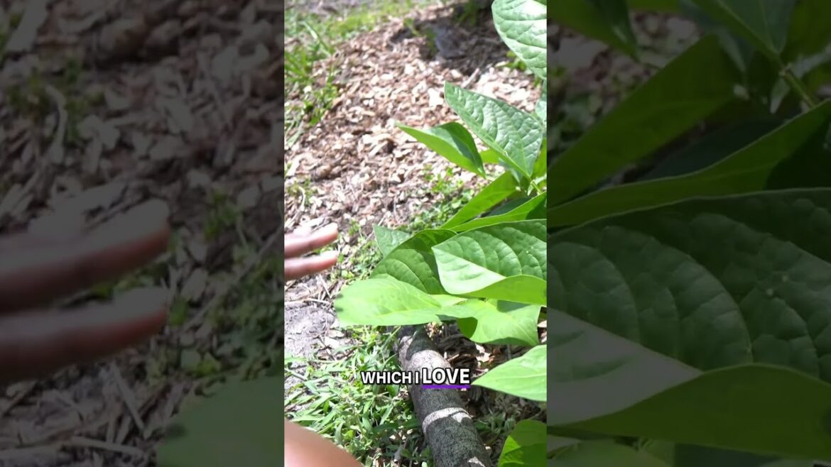Grow Delicious Cowpeas: Your Summer Garden Harvest! #shorts Grow Delicious Cowpeas: Your Summer Garden Harvest! #shorts