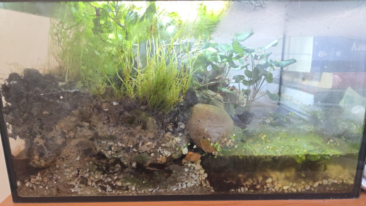 Should i be concerned about the growth/mould?