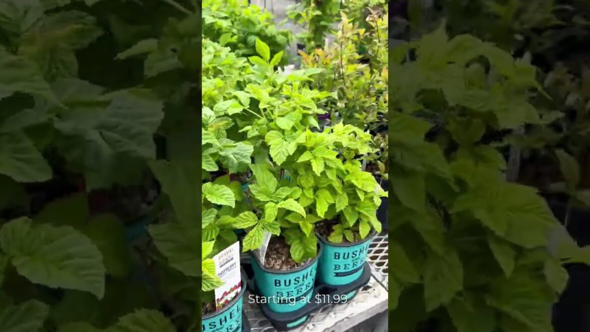 Berries RESTOCKED