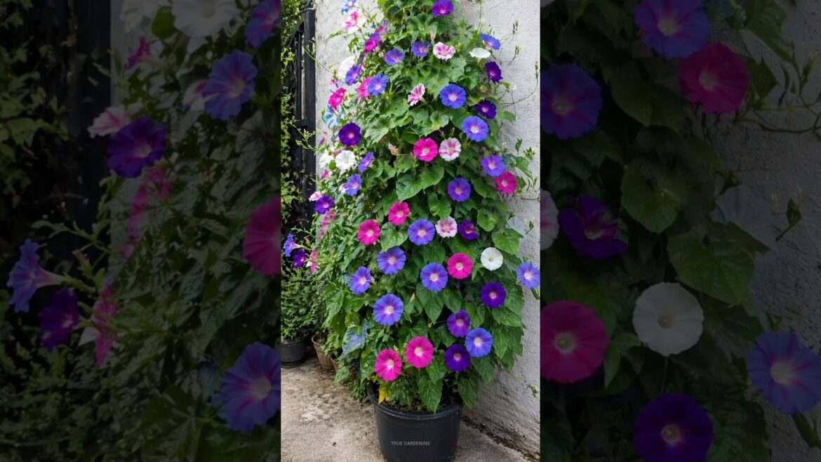 Morning Glory ke paudhe Beej se ugaoo🌱 #morningglory #ipomoea #summerplants