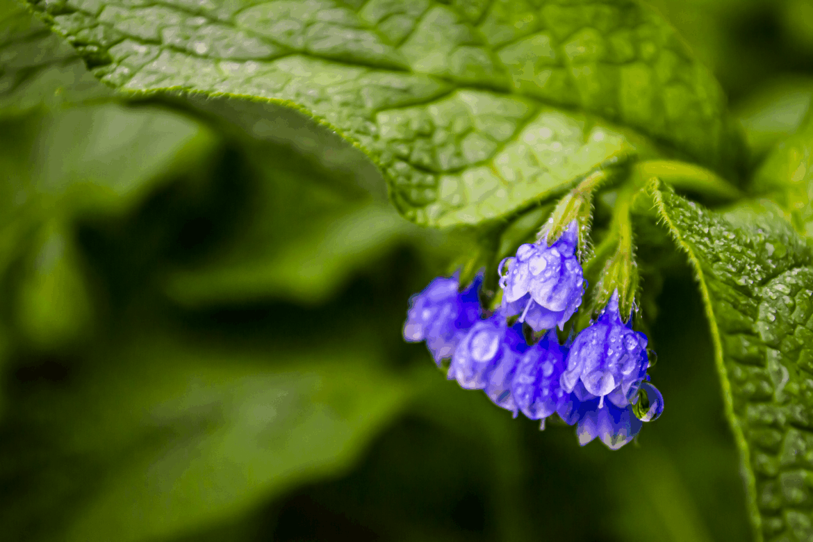Symphytum: A splash of blue hidden in the deep green [OC]