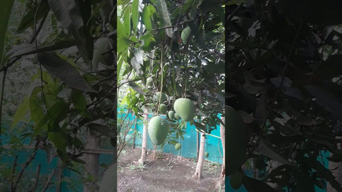 Guess how many mangoes🥭? #shorts #nature #viral #mangoes #shortfeed #ytshorts  #natureandi